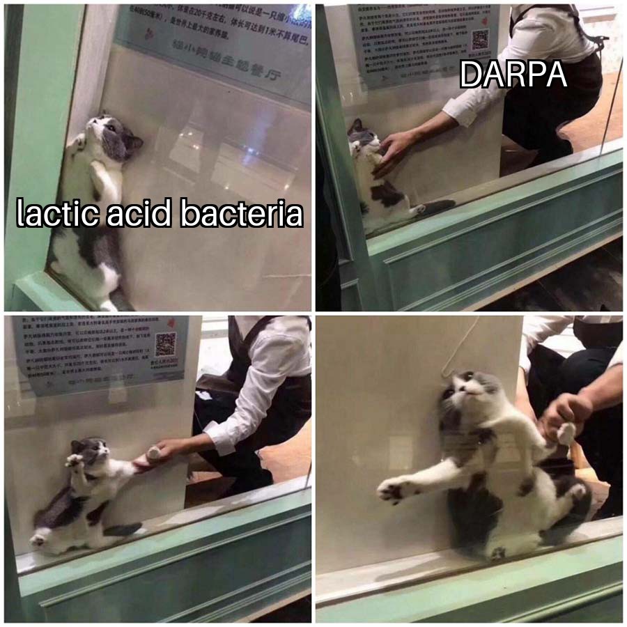 lactic acid bacteria + darpa
