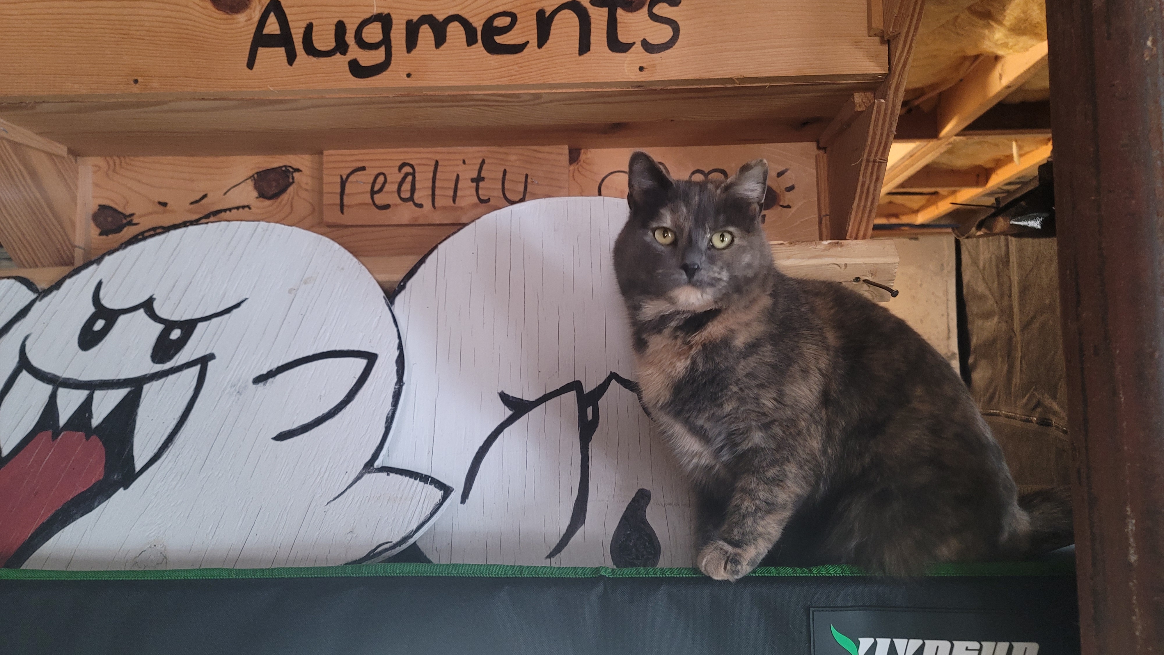 augment reality
