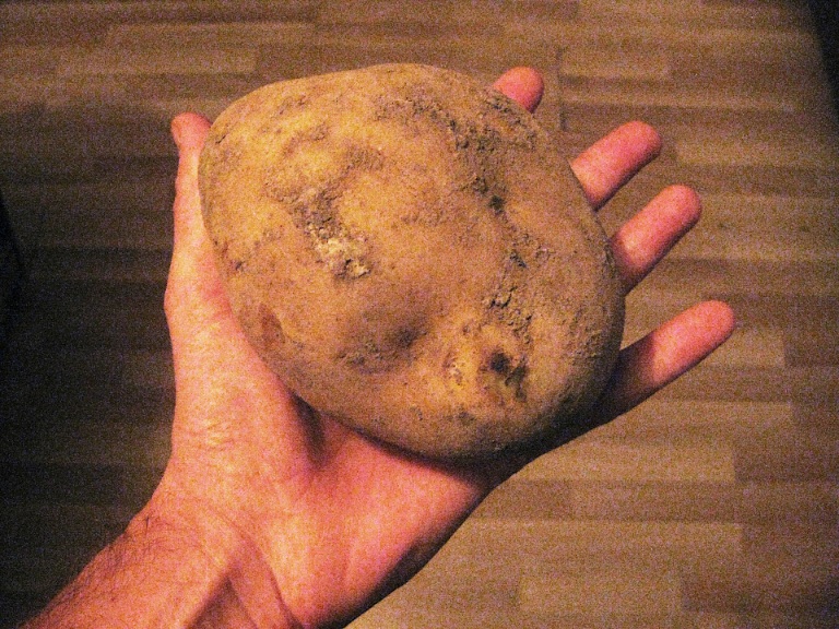 potato compressed